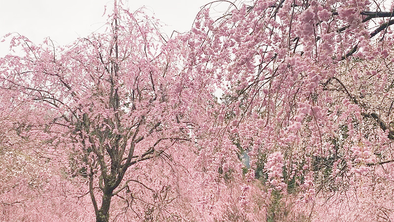 高見の郷千本しだれ桜